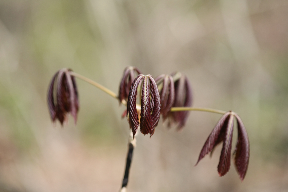 Full Size Image = 4644 K