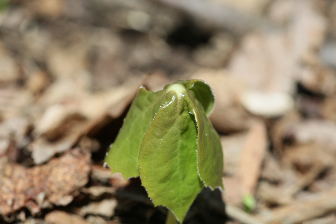 Full Size Image = 5058 K