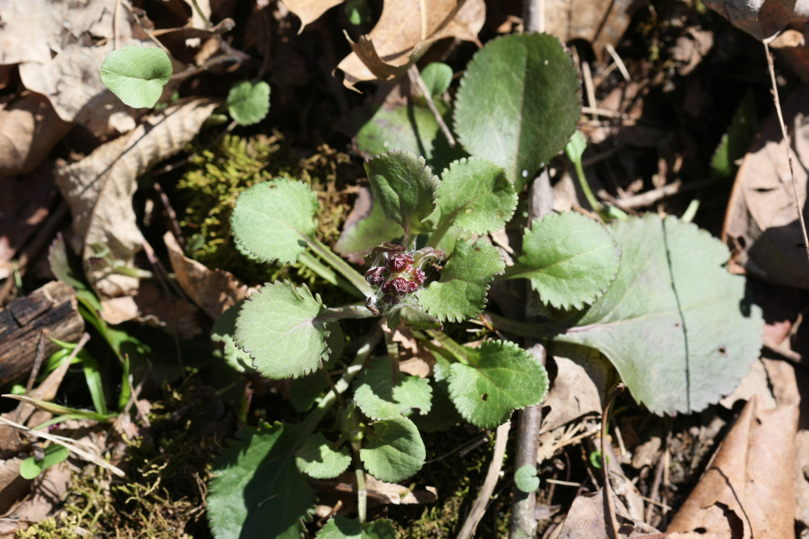 Full Size Image = 6451 K