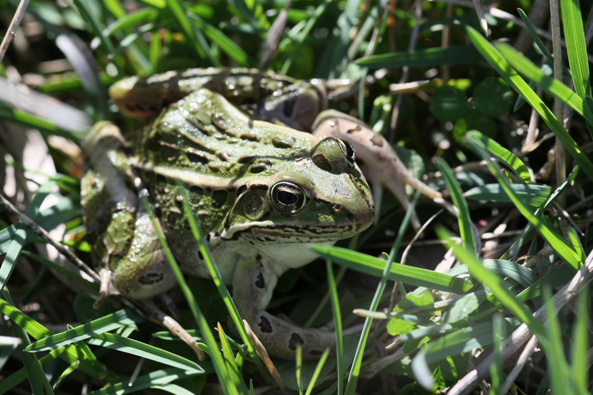 Full Size Image = 6664 K