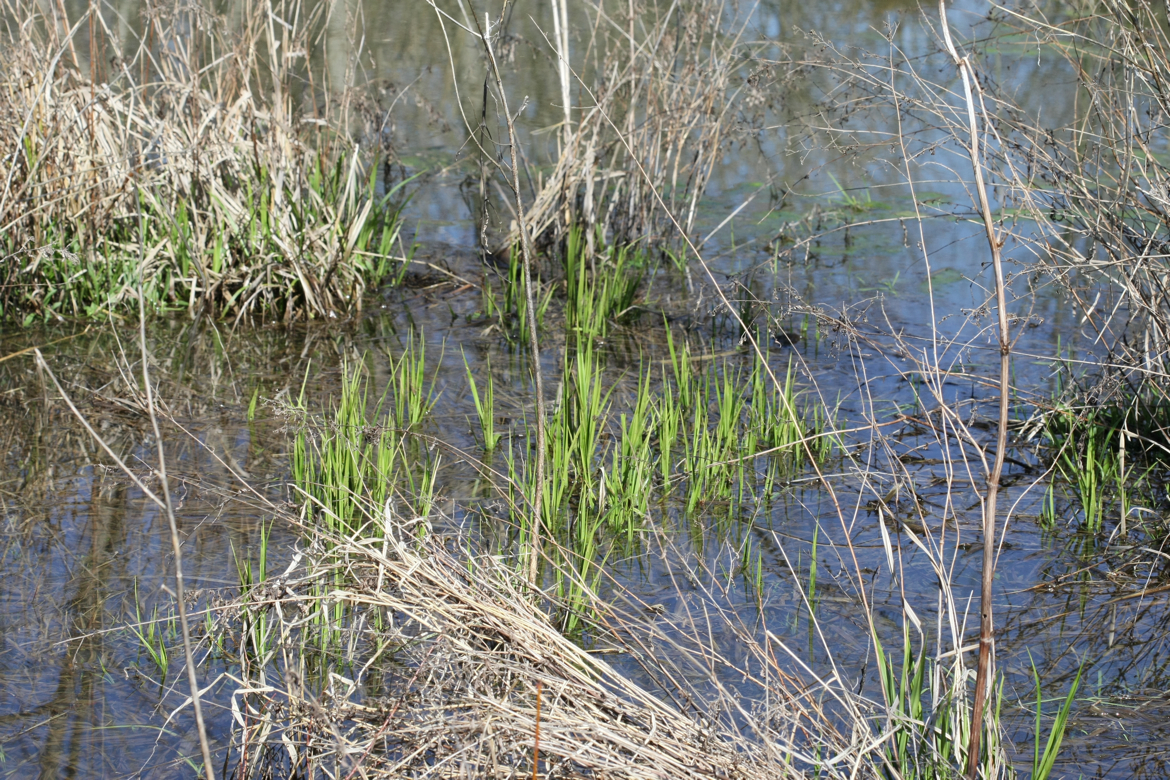 Full Size Image = 9989 K