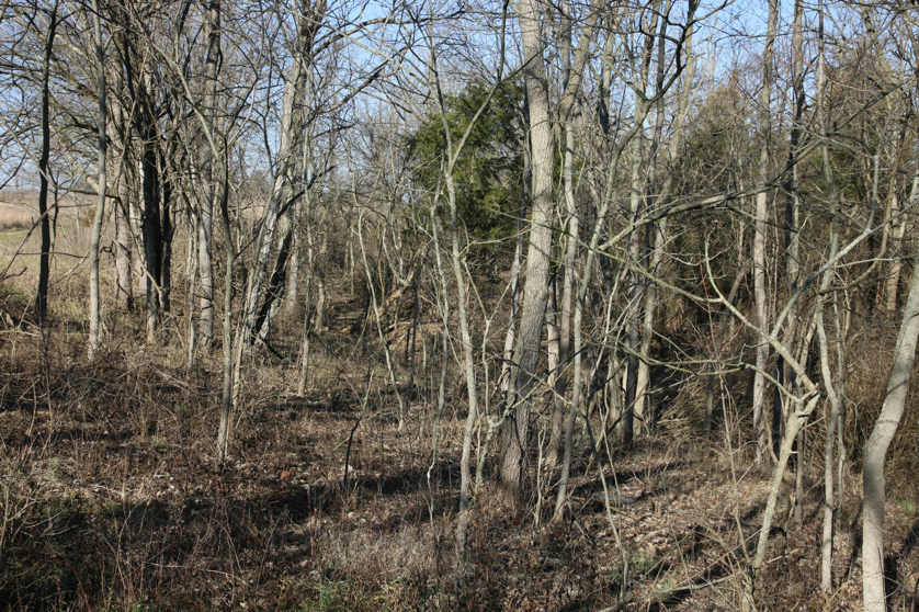 Full Size Image = 7865 K