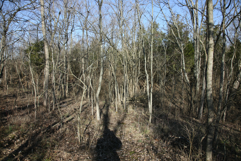 Full Size Image = 7929 K