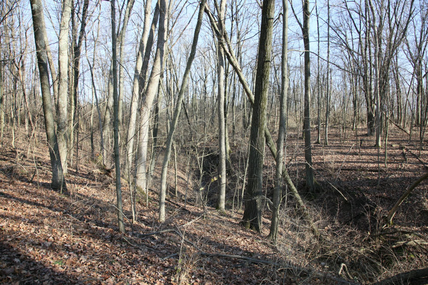 Full Size Image = 8555 K