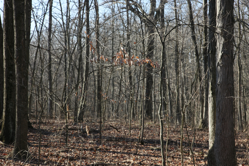 Full Size Image = 5354 K