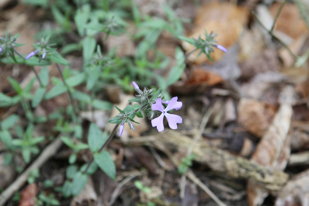 Full Size Image = 5111 K