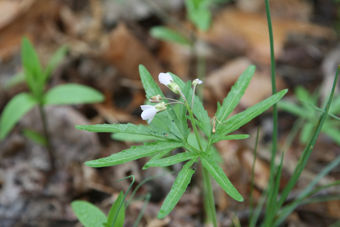 Full Size Image = 5106 K