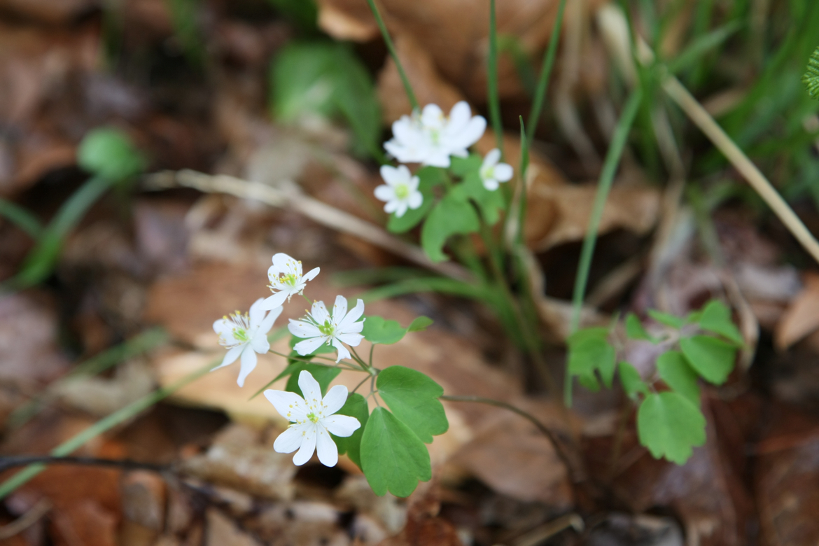 Full Size Image = 4988 K