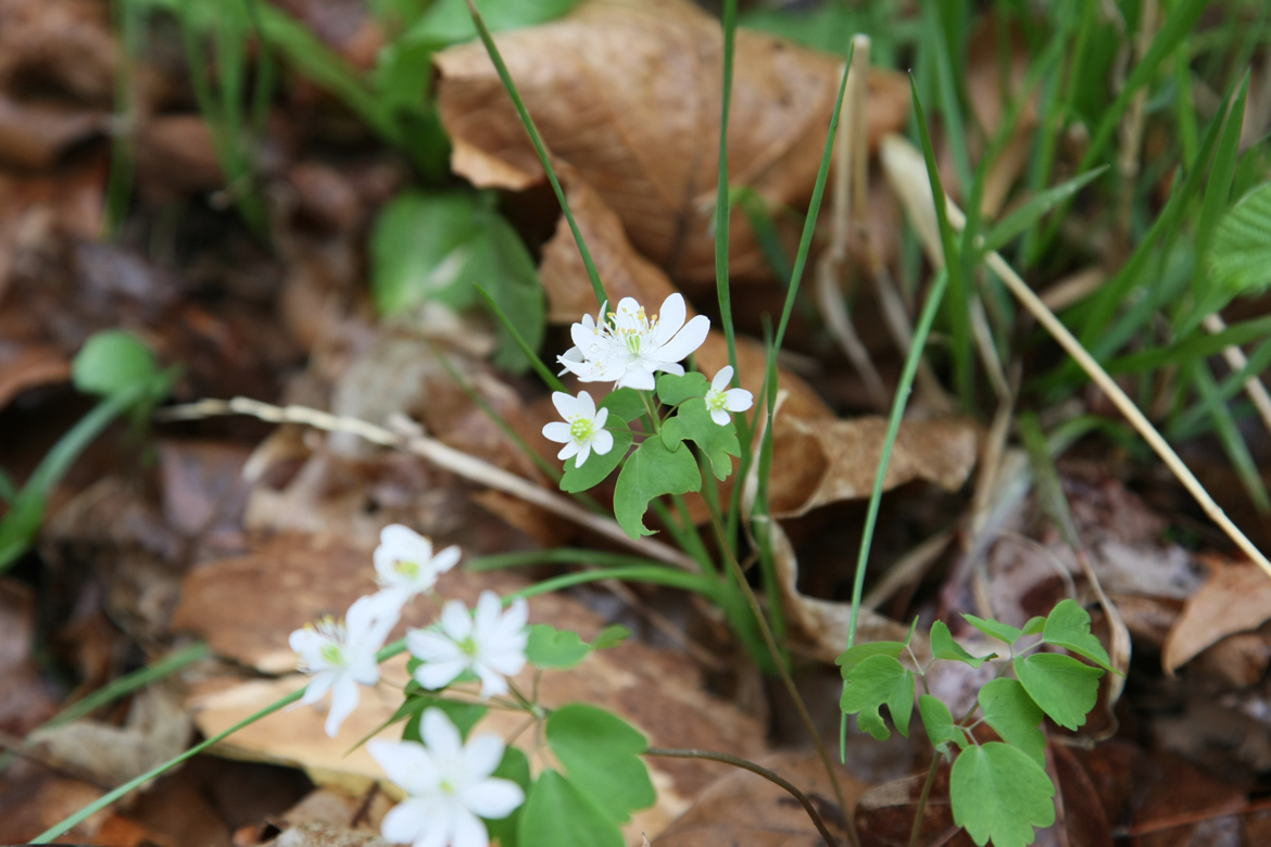 Full Size Image = 5411 K