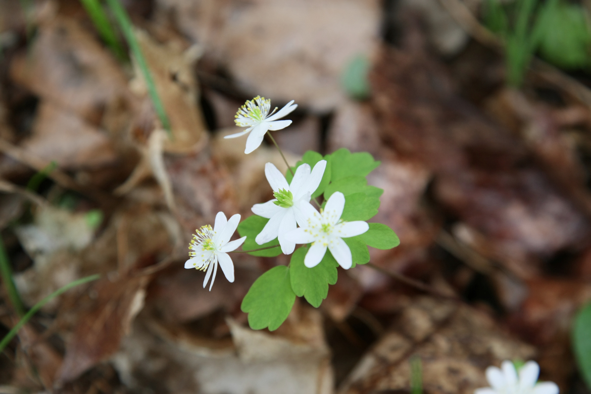 Full Size Image = 4670 K