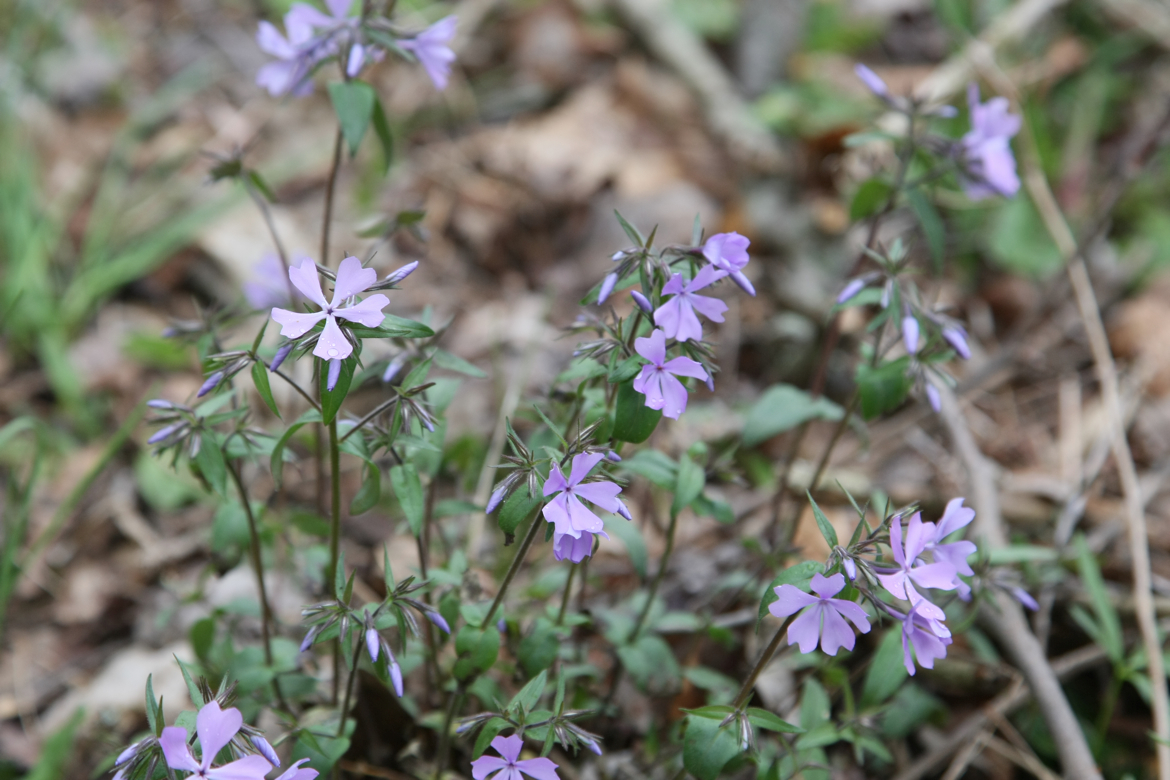 Full Size Image = 5563 K