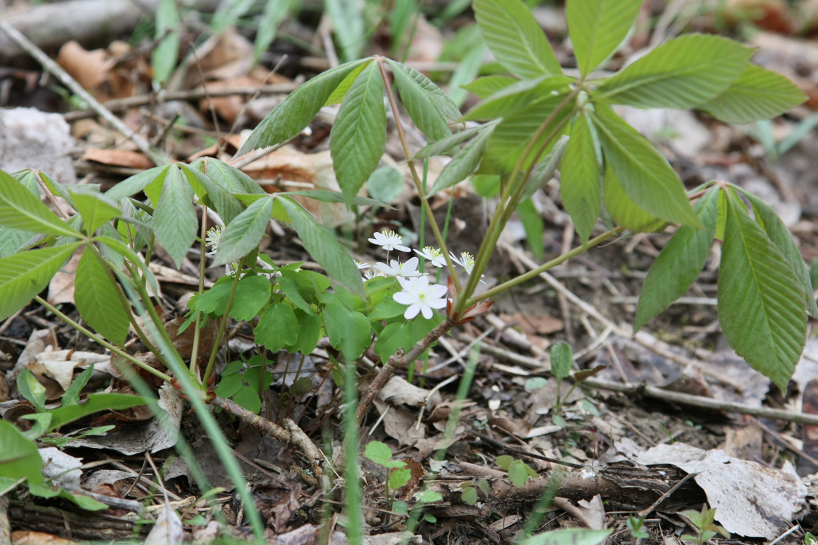 Full Size Image = 6677 K