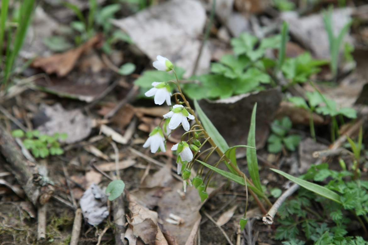 Full Size Image = 5433 K