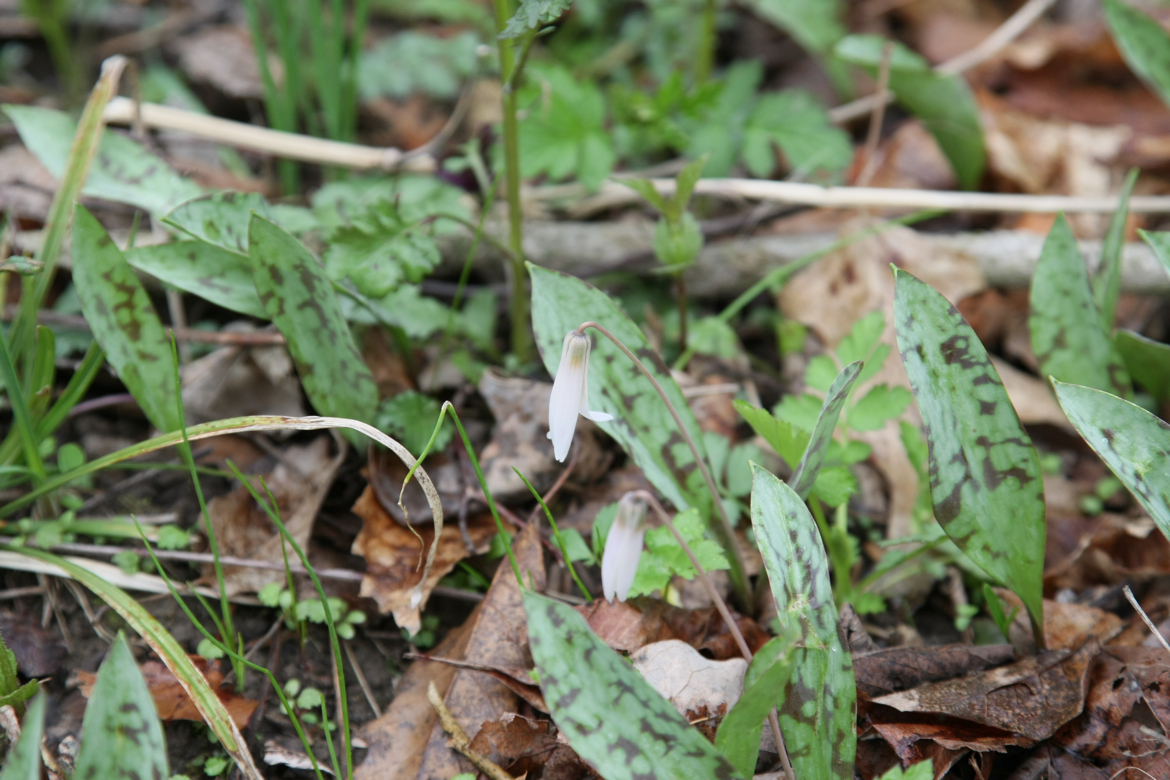 Full Size Image = 6070 K