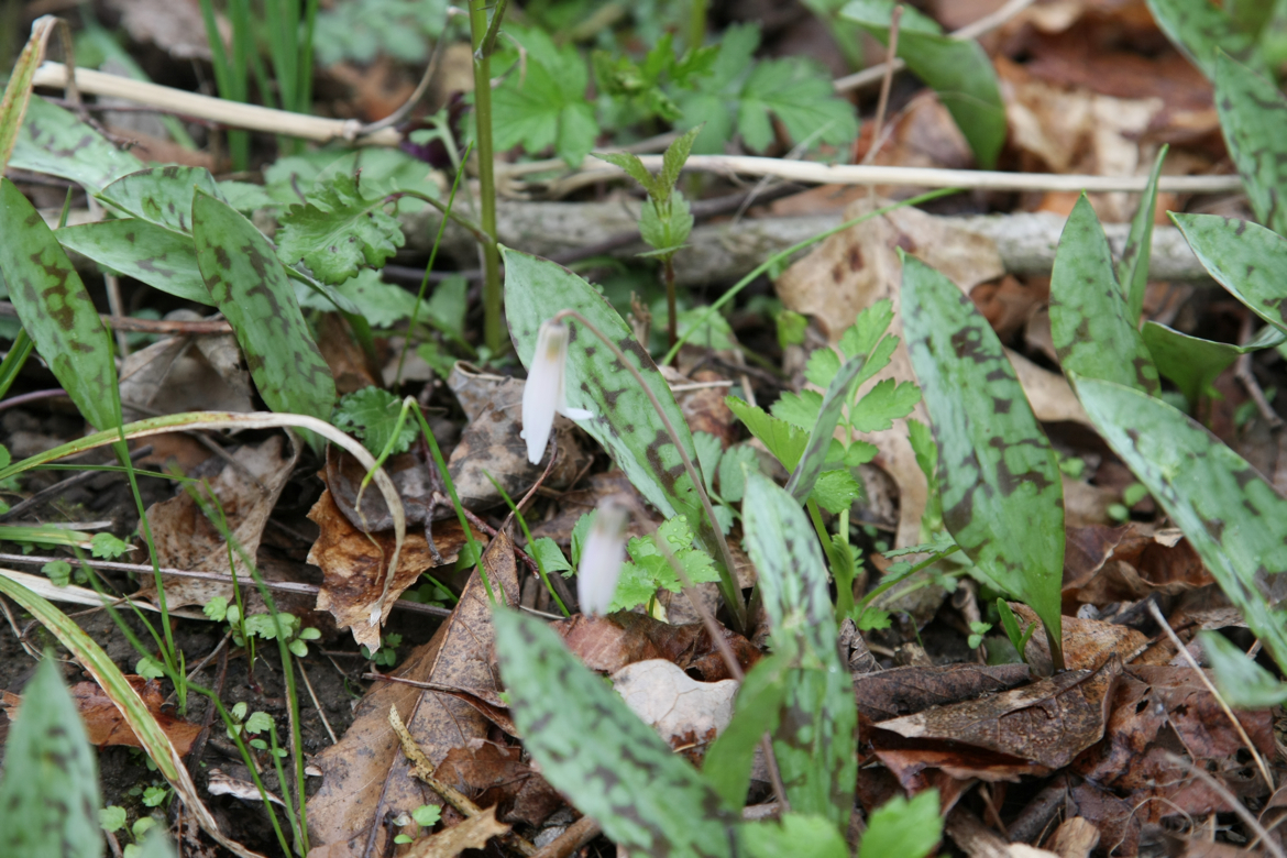 Full Size Image = 6639 K