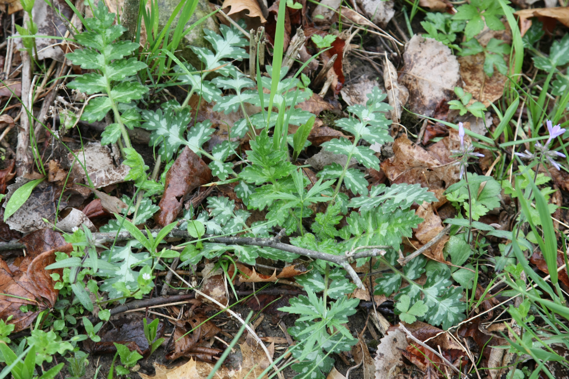 Full Size Image = 8216 K