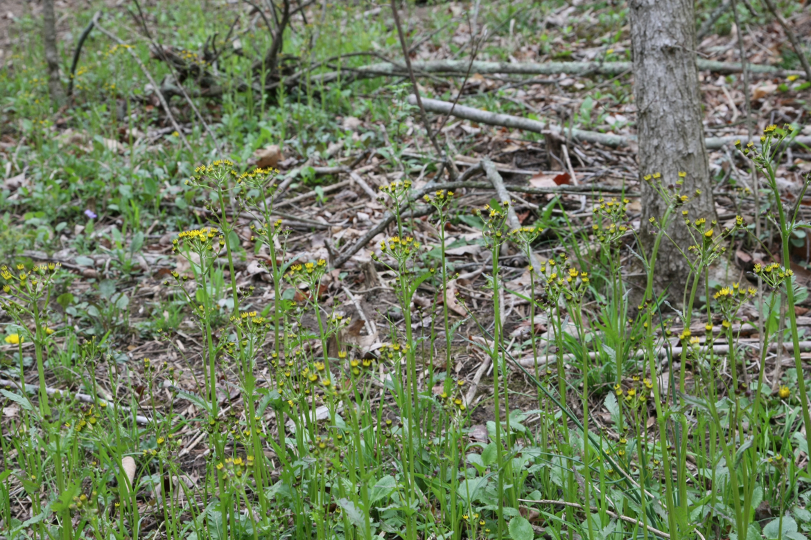 Full Size Image = 8207 K