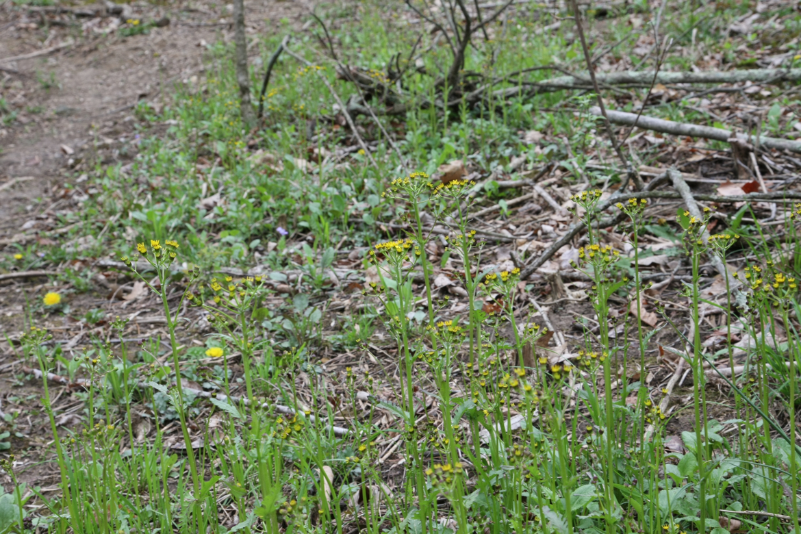 Full Size Image = 8007 K