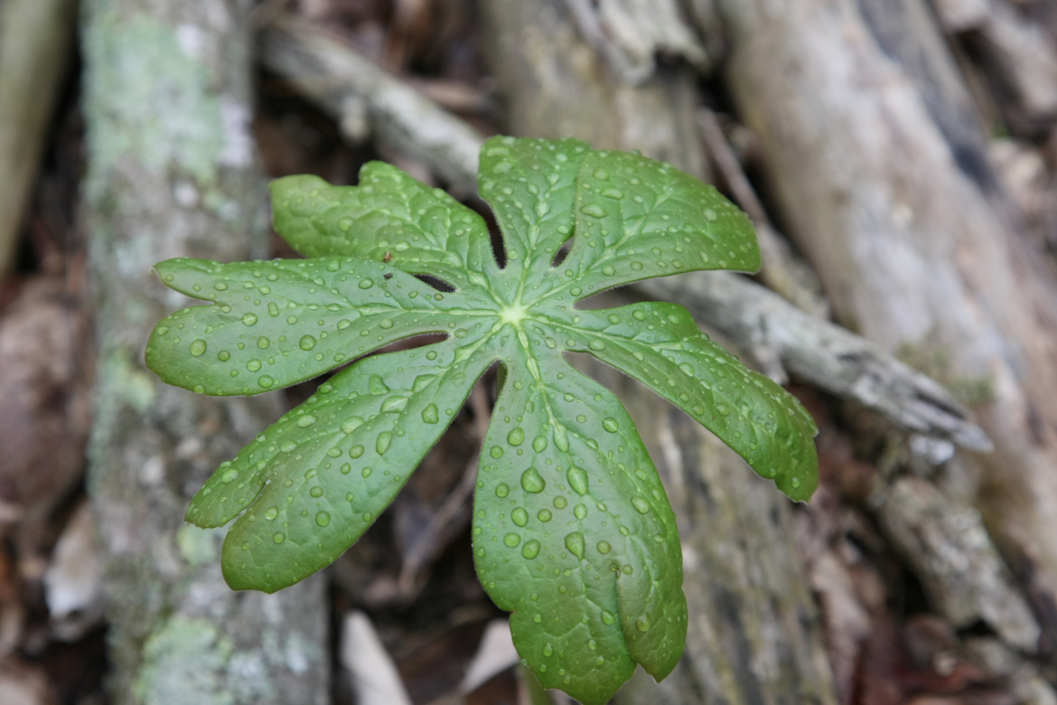 Full Size Image = 5119 K