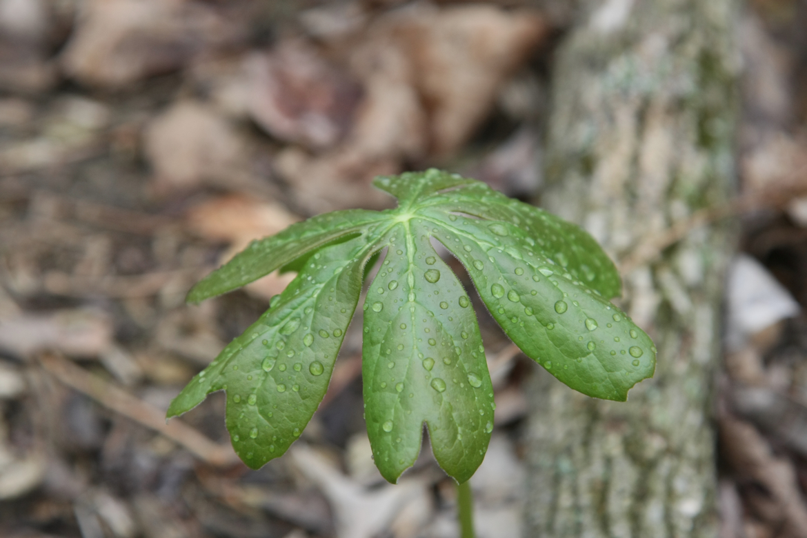 Full Size Image = 4793 K