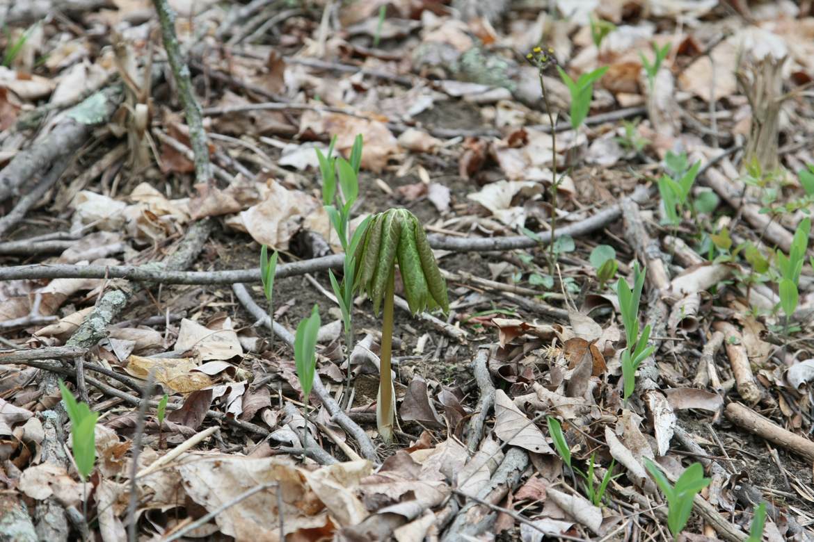 Full Size Image = 7302 K