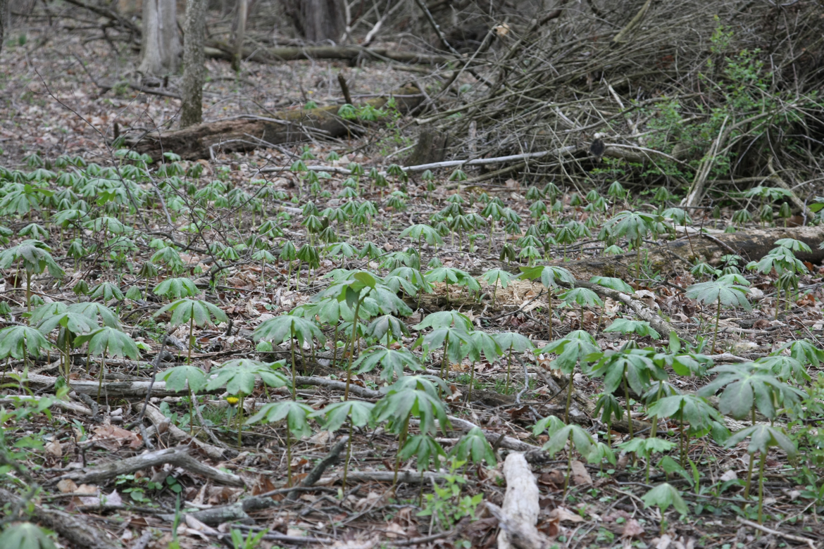 Full Size Image = 8240 K