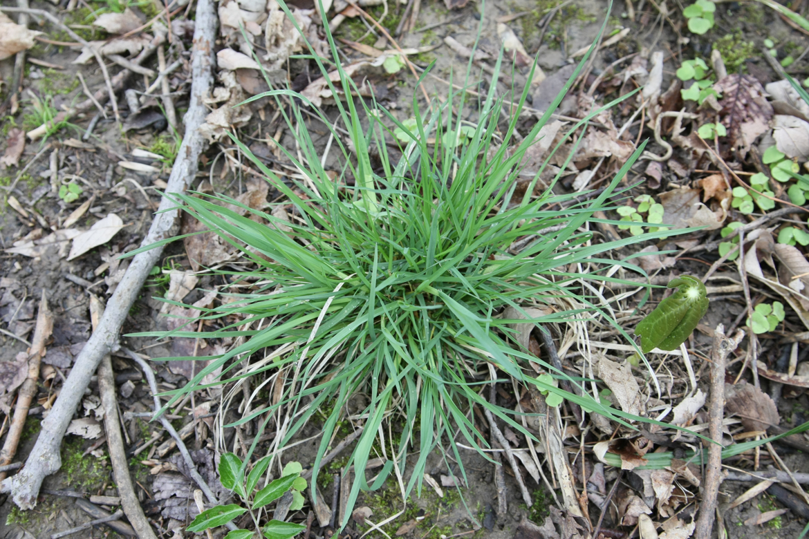 Full Size Image = 7945 K