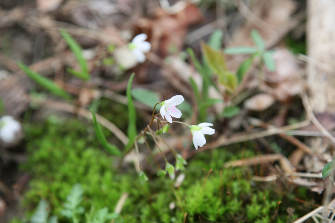 Full Size Image = 5192 K