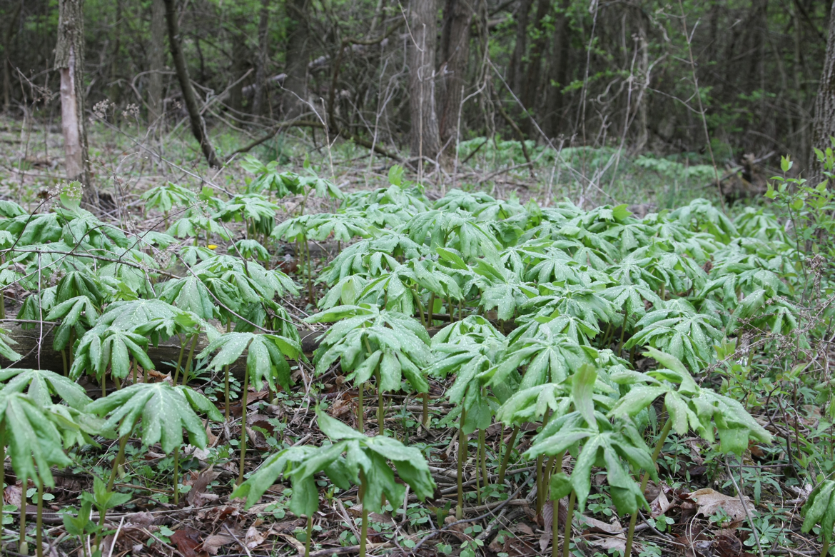 Full Size Image = 8295 K