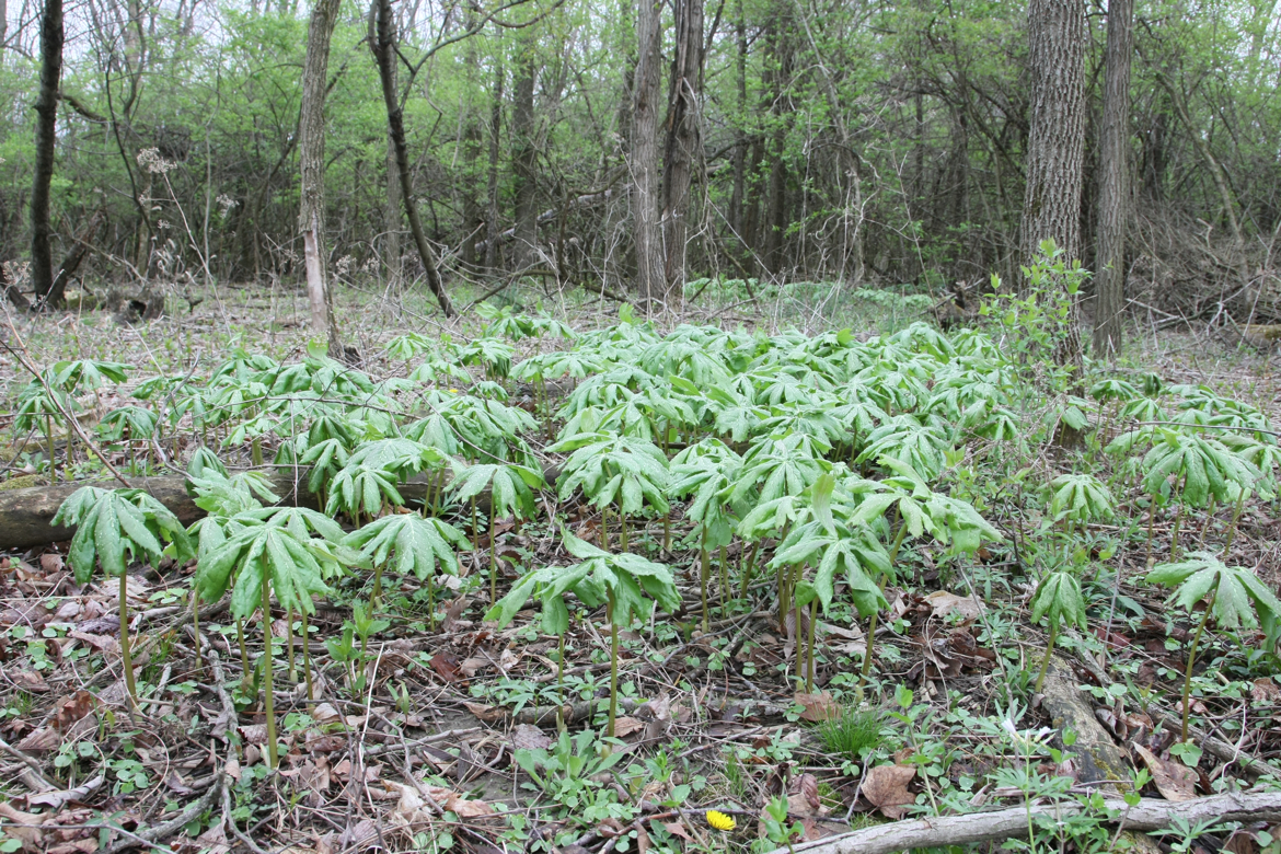 Full Size Image = 10677 K