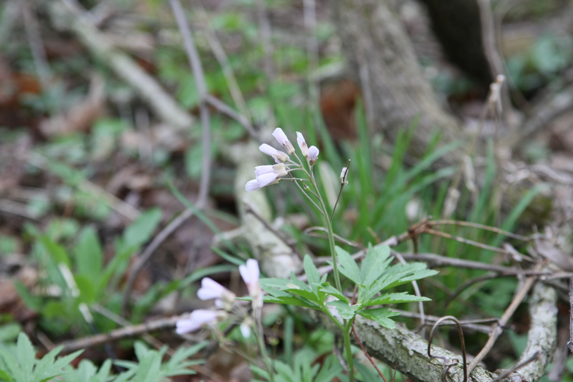 Full Size Image = 5347 K