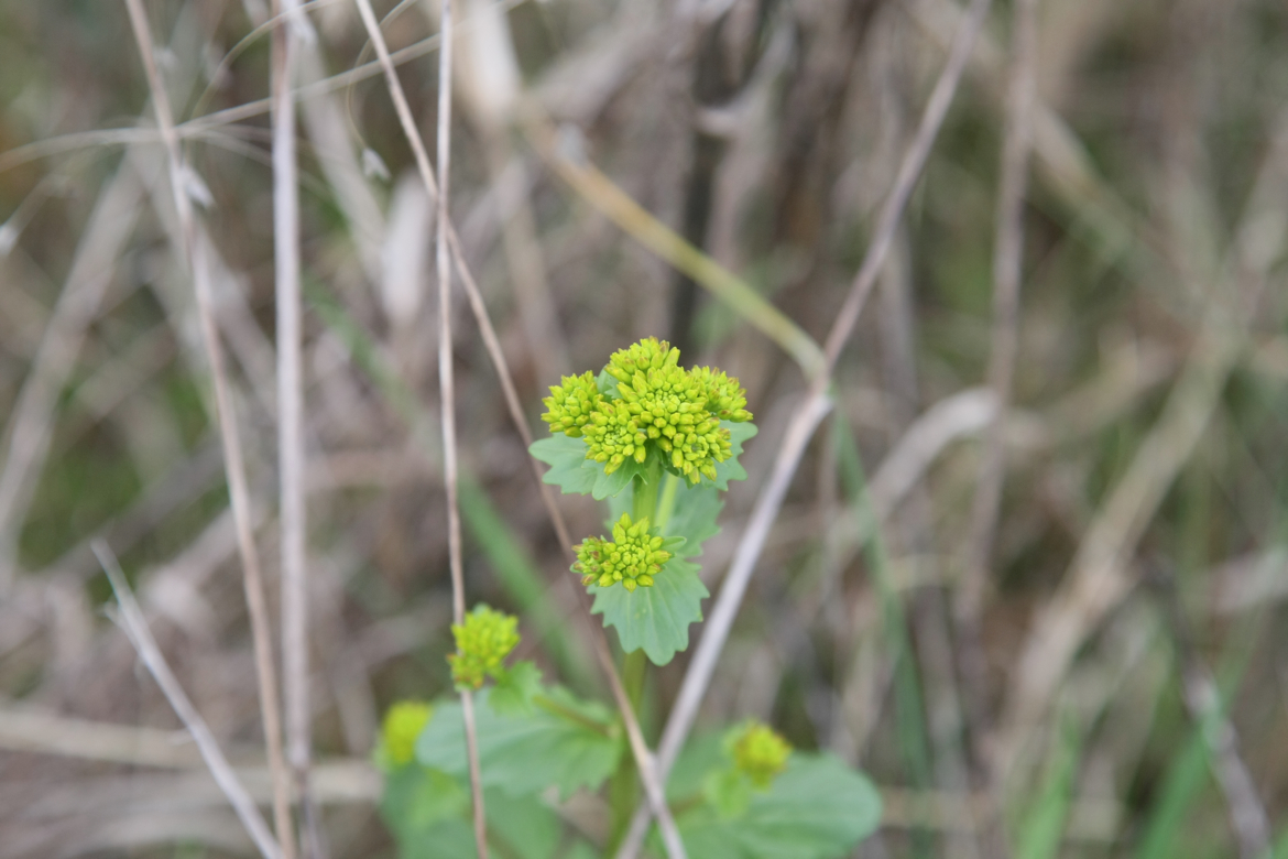 Full Size Image = 4633 K