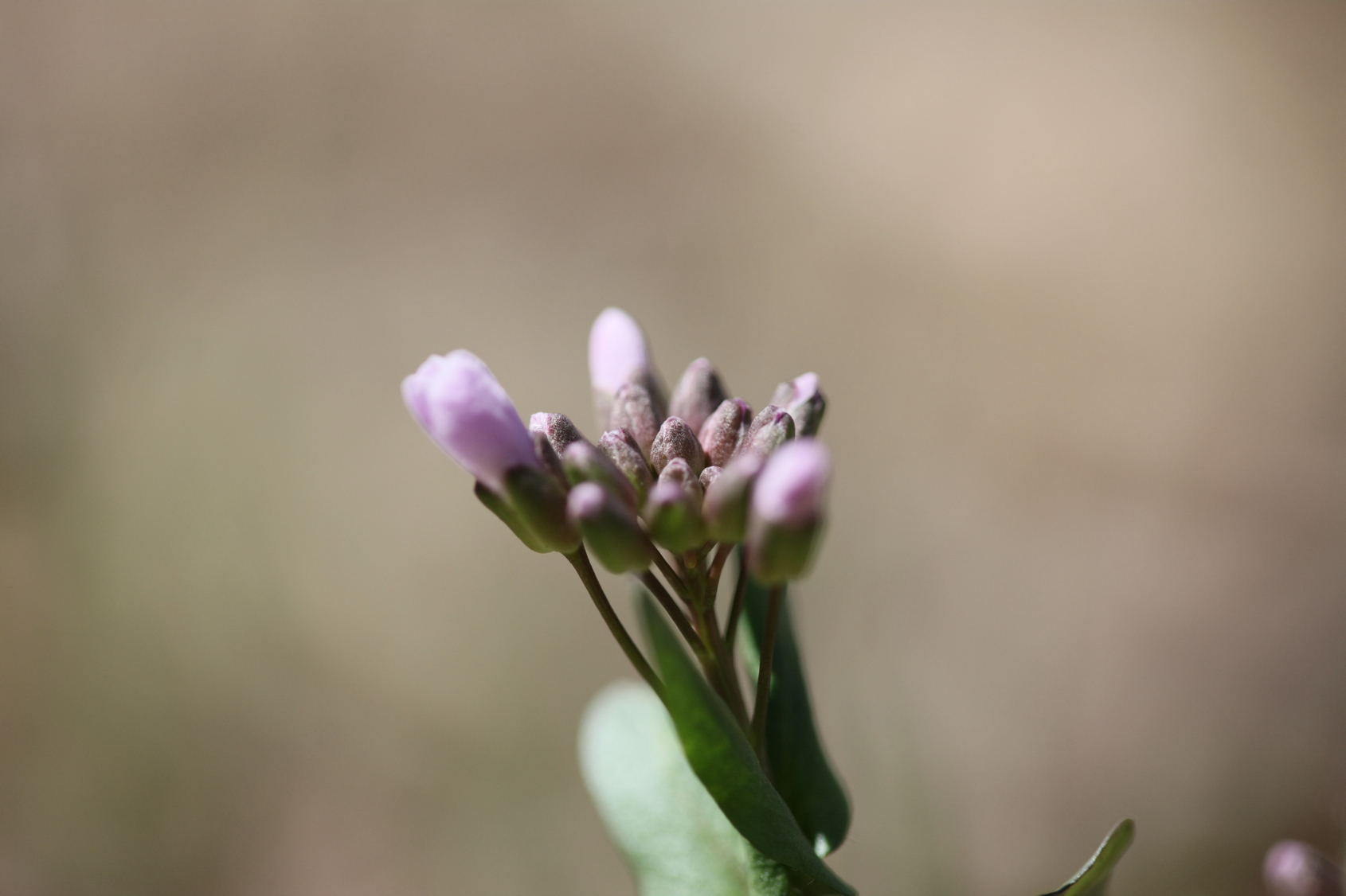 Full Size Image = 8568 K