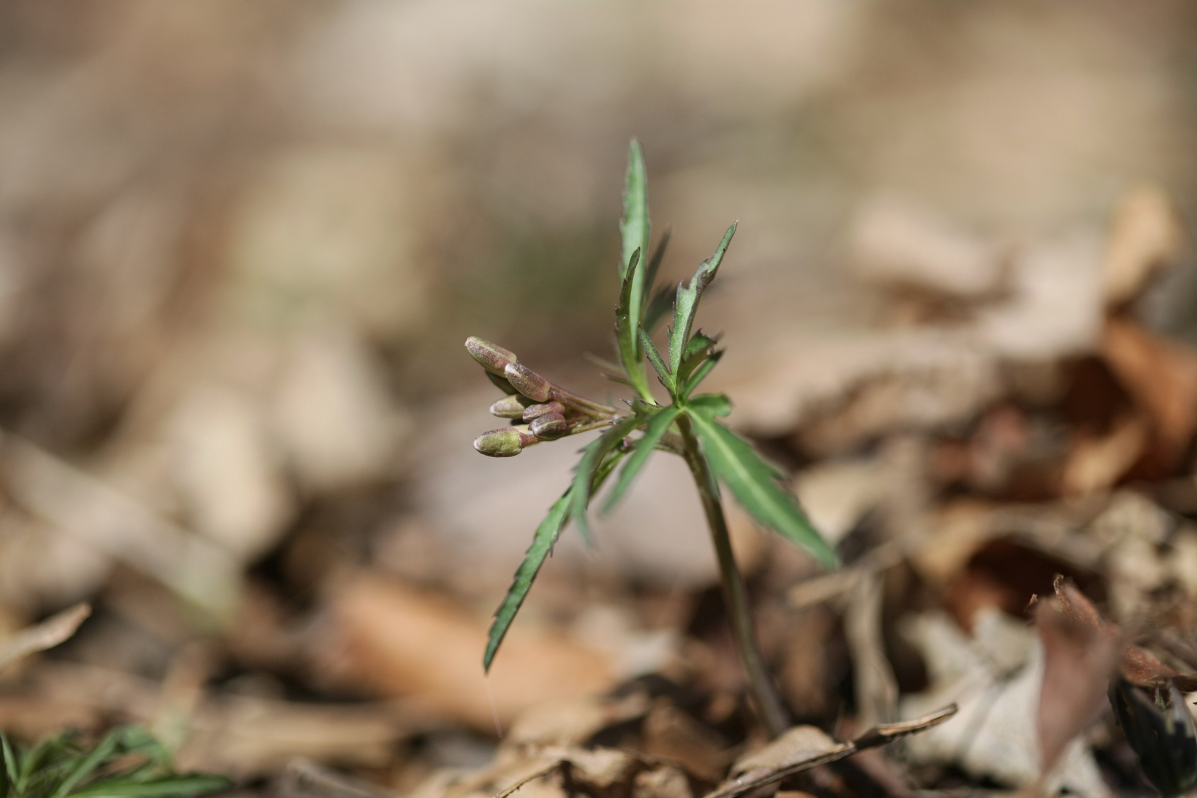 Full Size Image = 9306 K