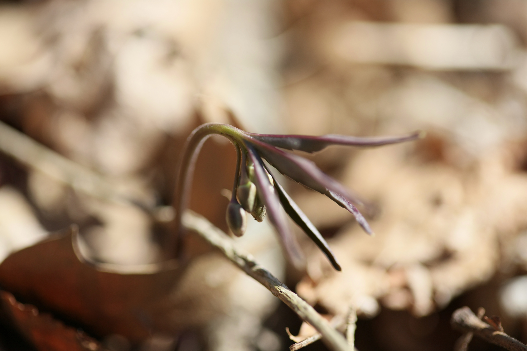 Full Size Image = 8960 K