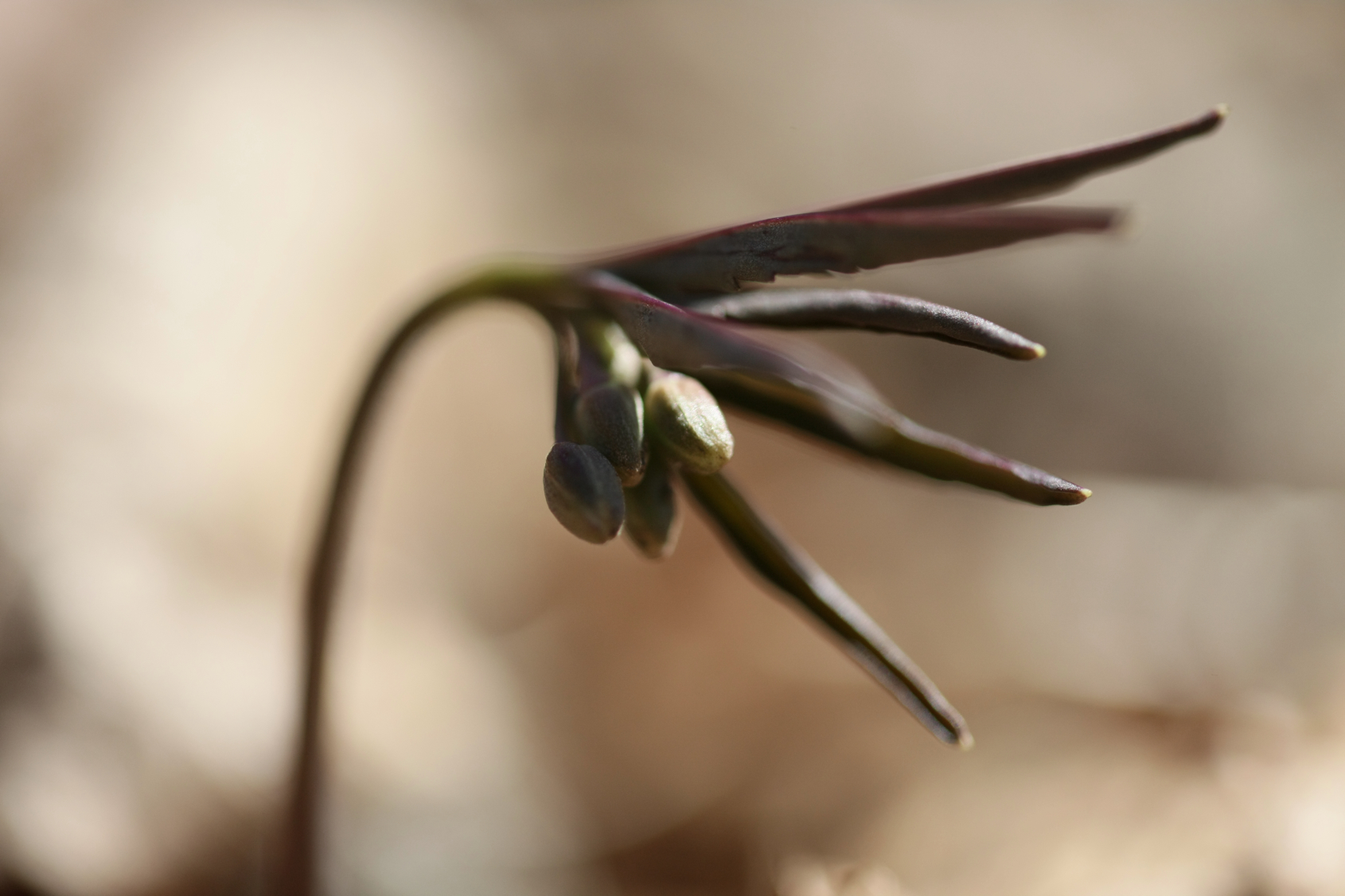 Full Size Image = 8855 K