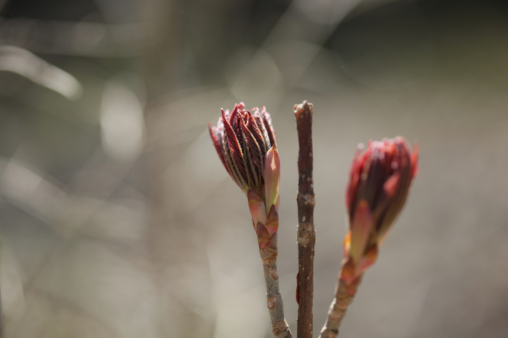 Full Size Image = 9086 K