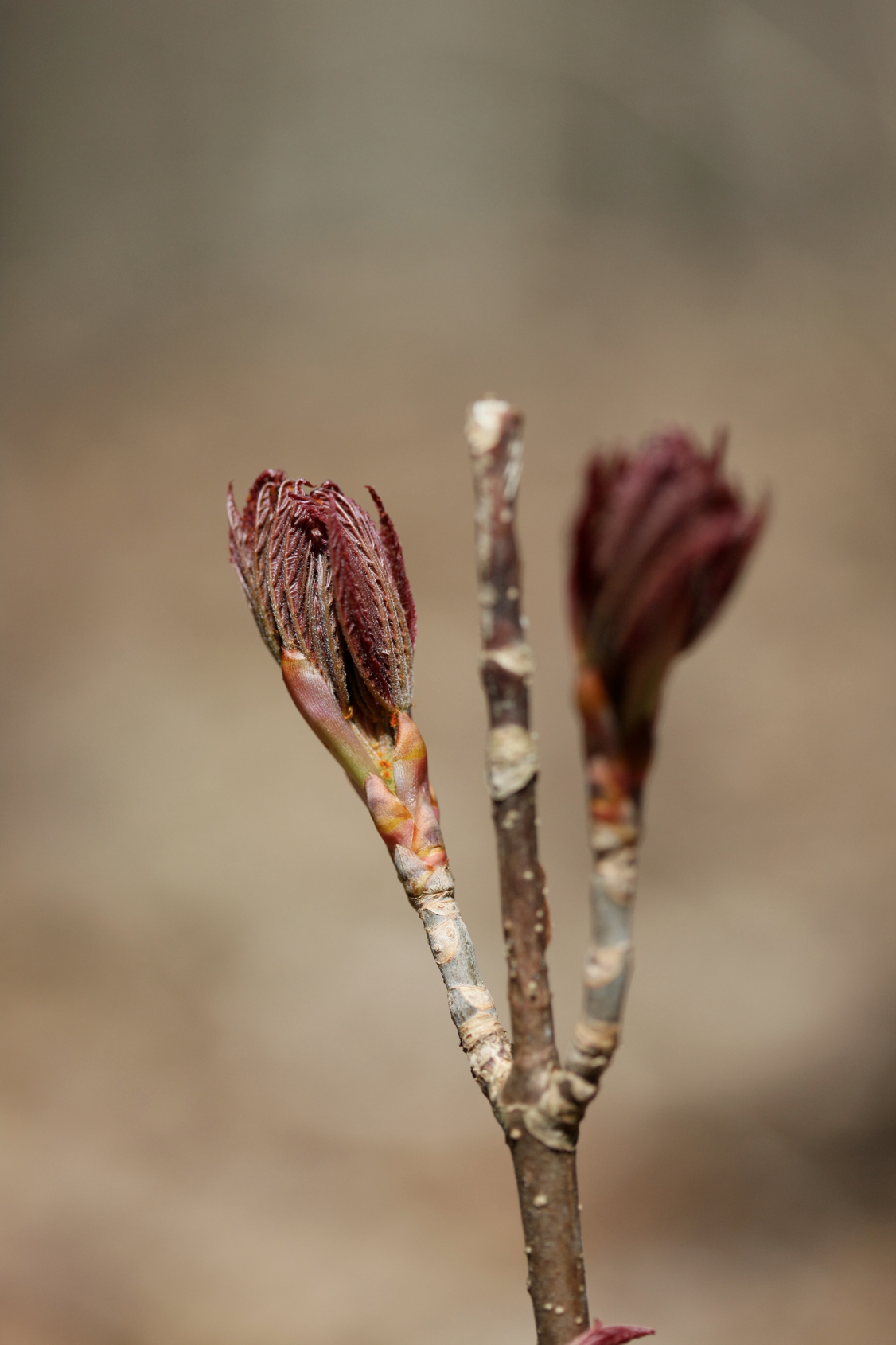 Full Size Image = 8167 K