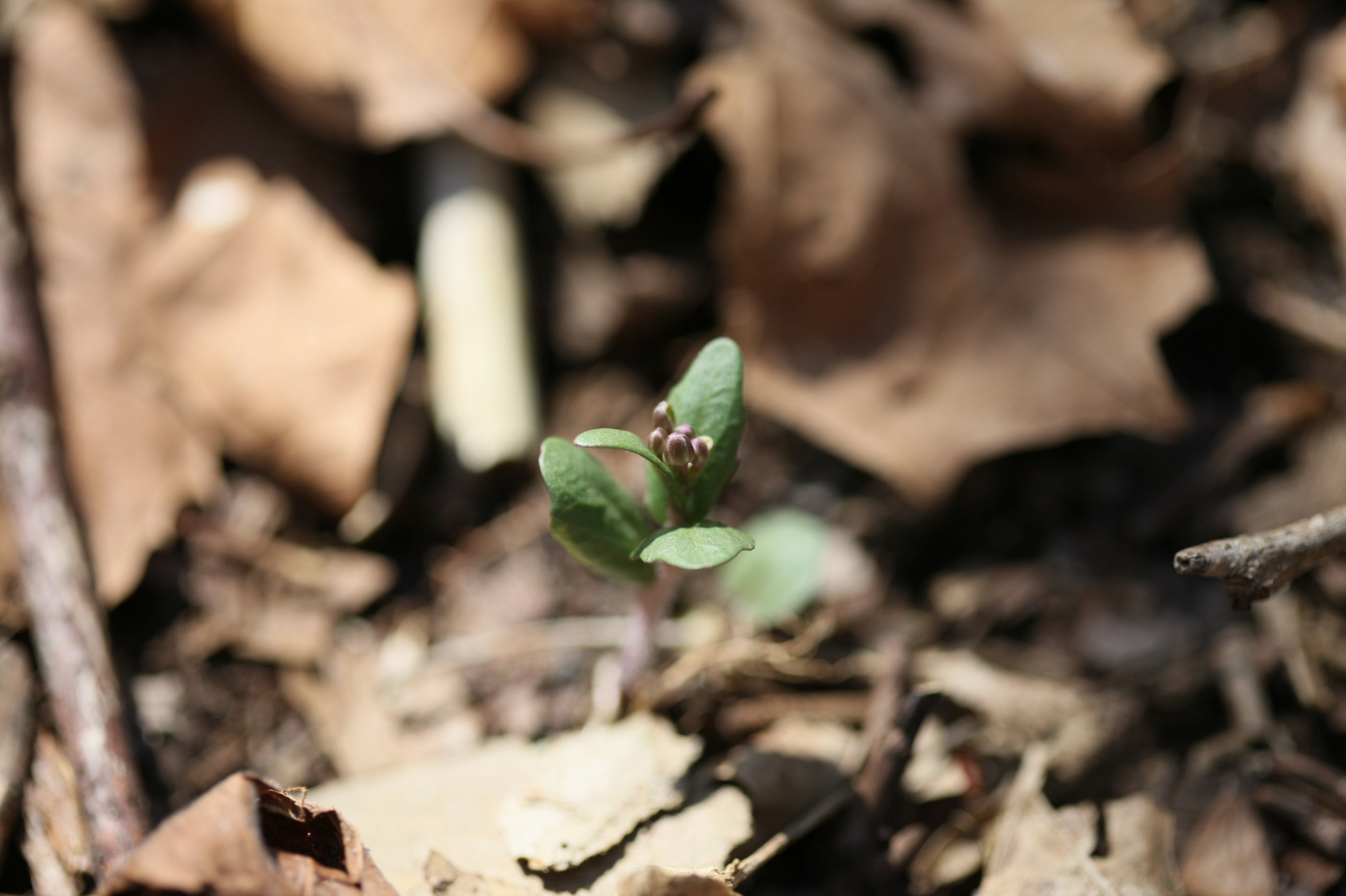 Full Size Image = 9523 K