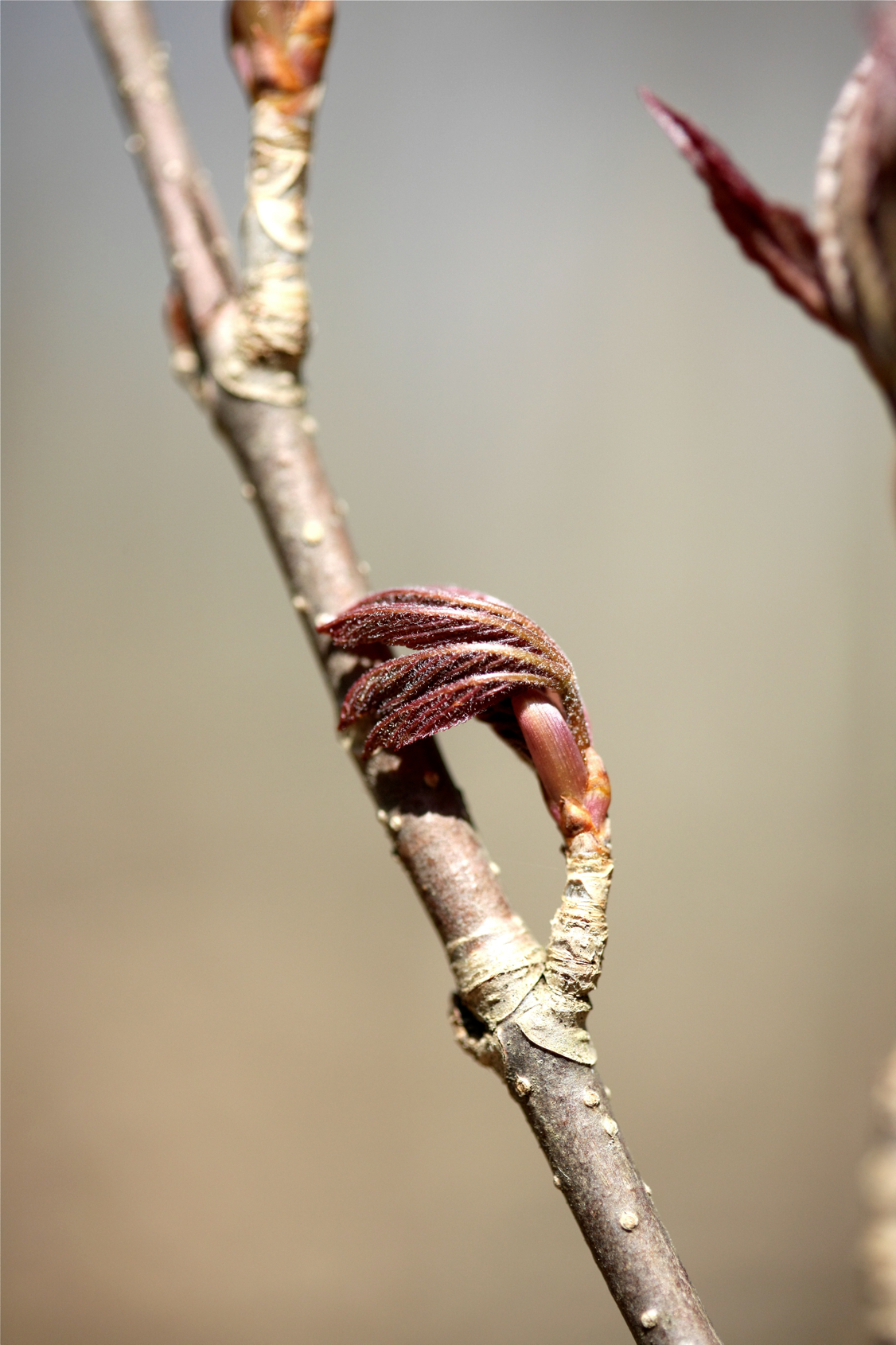 Full Size Image = 10177 K