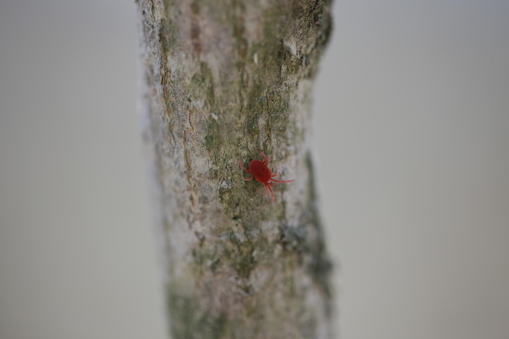 Full Size Image = 9115 K