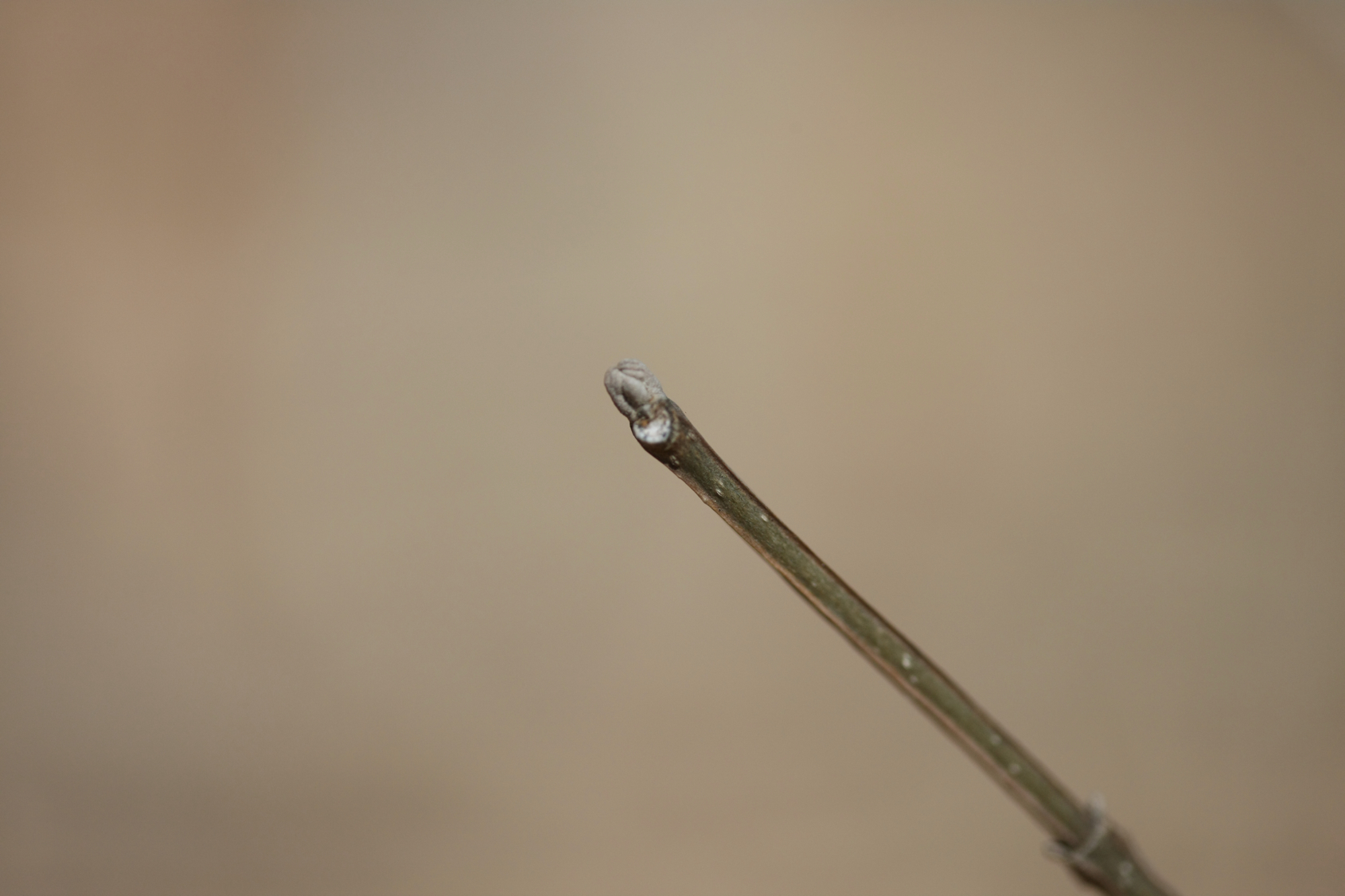 Full Size Image = 8169 K