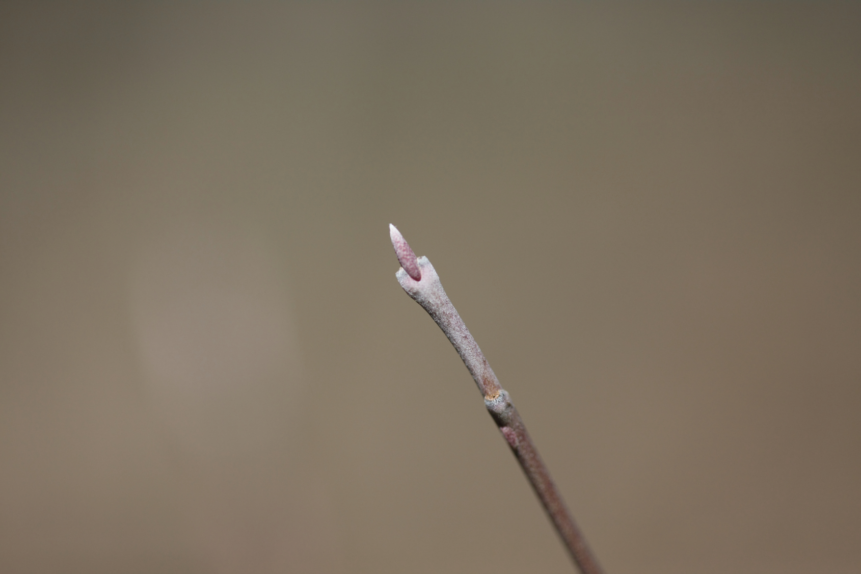 Full Size Image = 8772 K