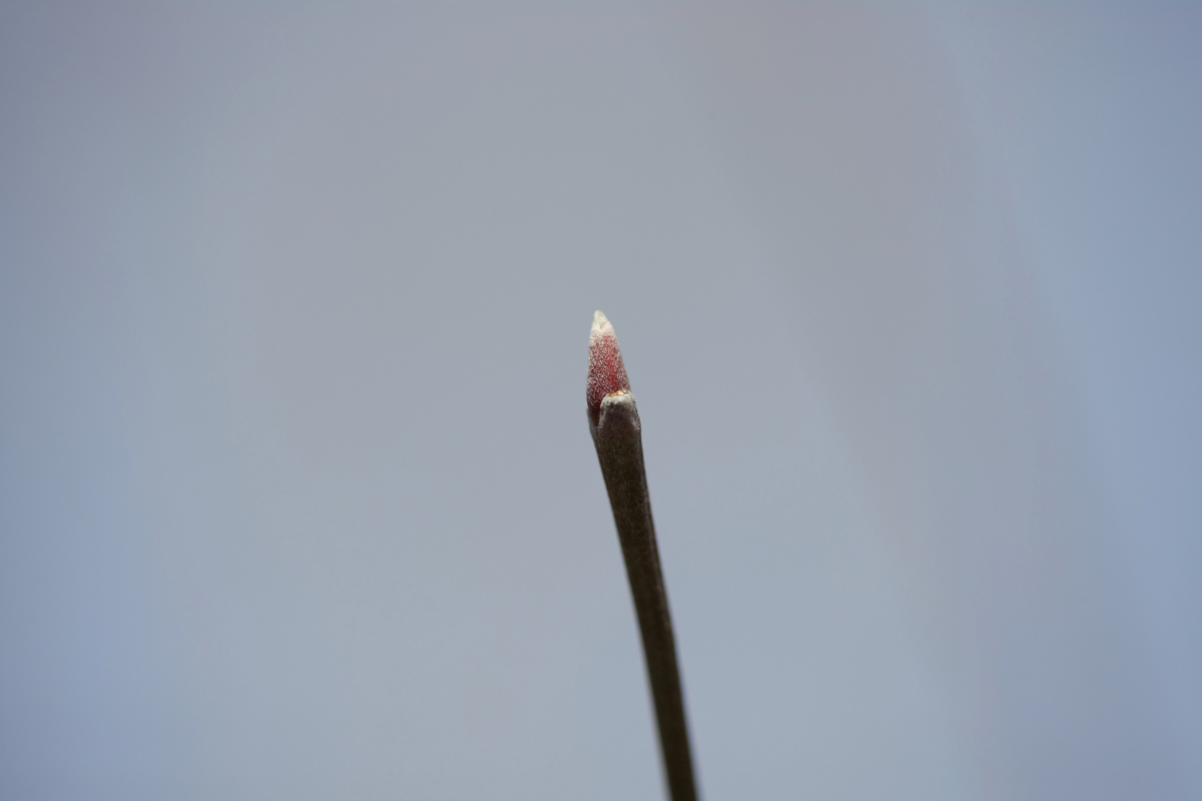 Full Size Image = 8302 K