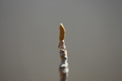 Bitternut Hickory Yellow Bud