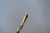 Blue Ash Rectangular Twig