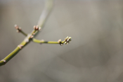 Box Elder Budding