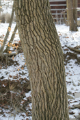Eastern Cottonwood Bark