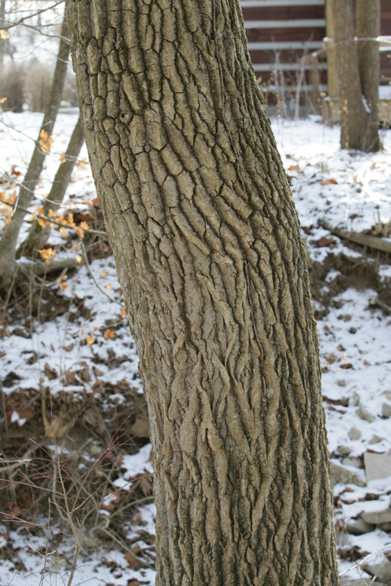 Full Size Image = 1993 K