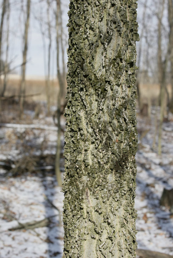 Full Size Image = 1950 K